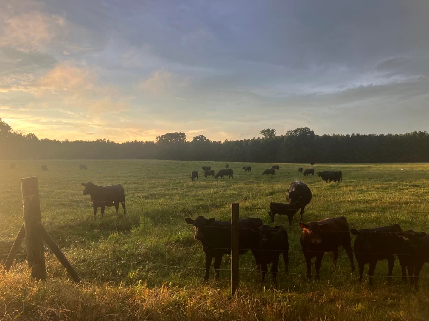 Black Angus cows grazing on open pasture at Fanclare Farms in Wakefield, Virginia