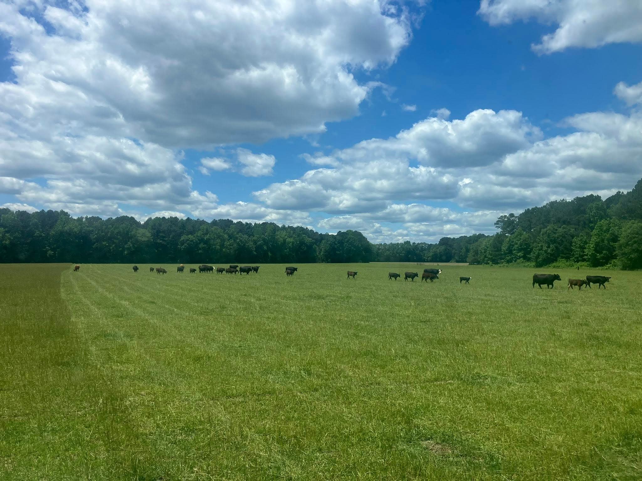 Black Angus cattle herd grazing at Fanclare Farms in Wakefield, Virginia