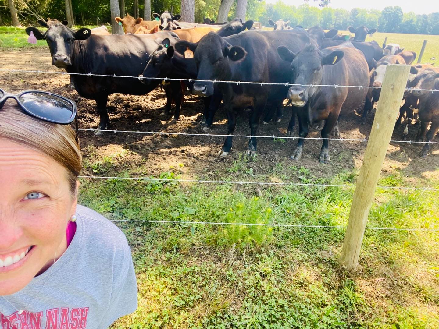 Open pasture with Black Angus cattle at Fanclare Farms in Wakefield, Virginia