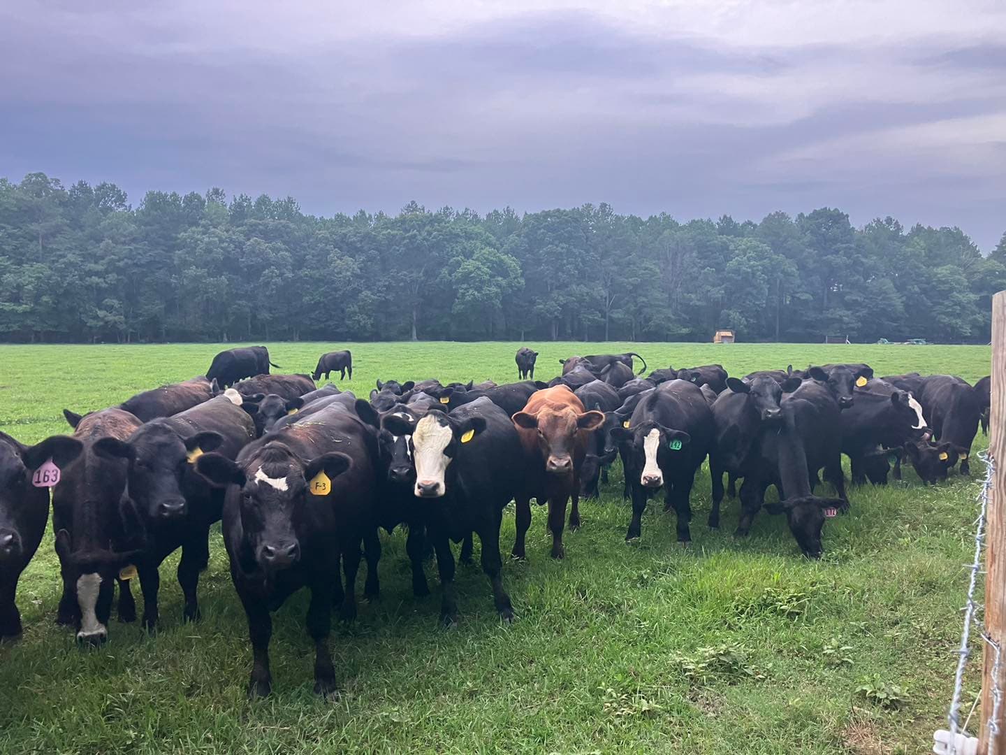 Black Angus cattle at Fanclare Farms — 5th generation family farm in Wakefield, Virginia