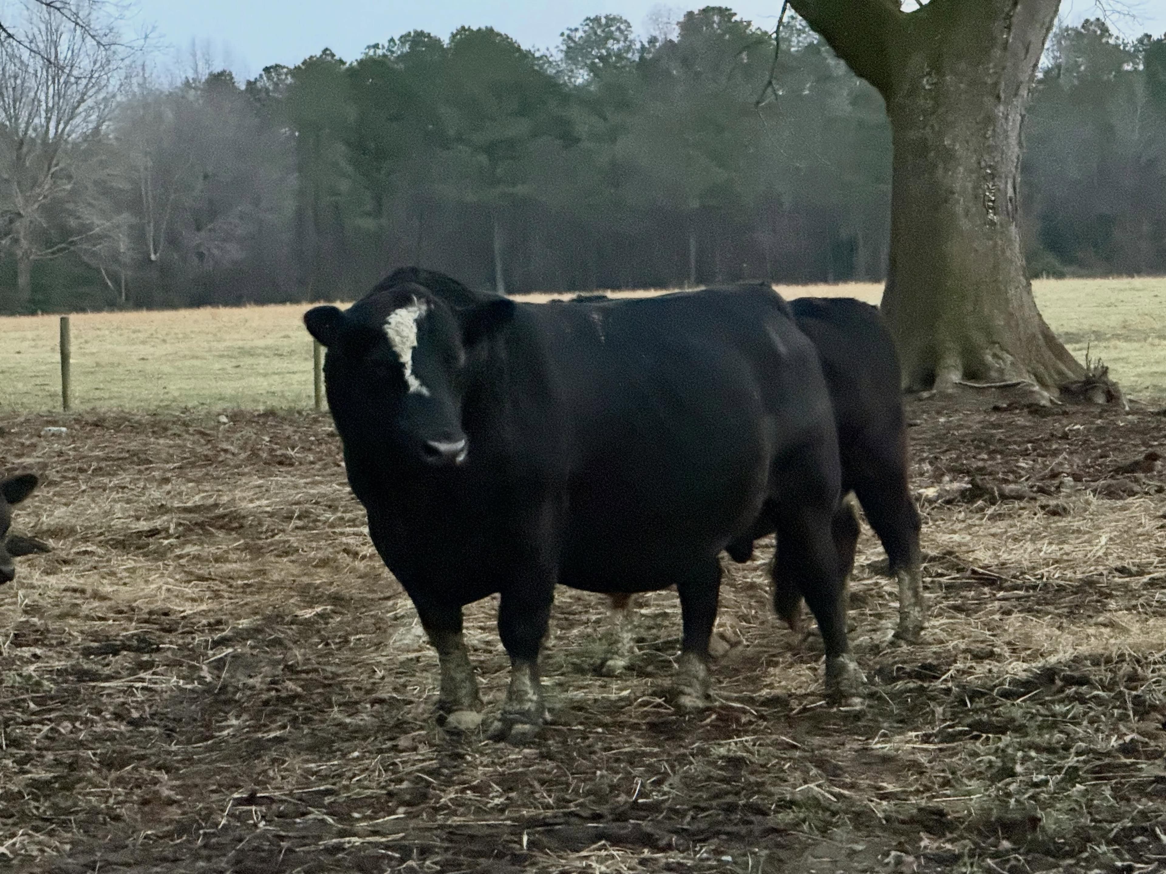Premium vacuum-packed Black Angus beef cuts from Fanclare Farms Beef in Wakefield, Virginia