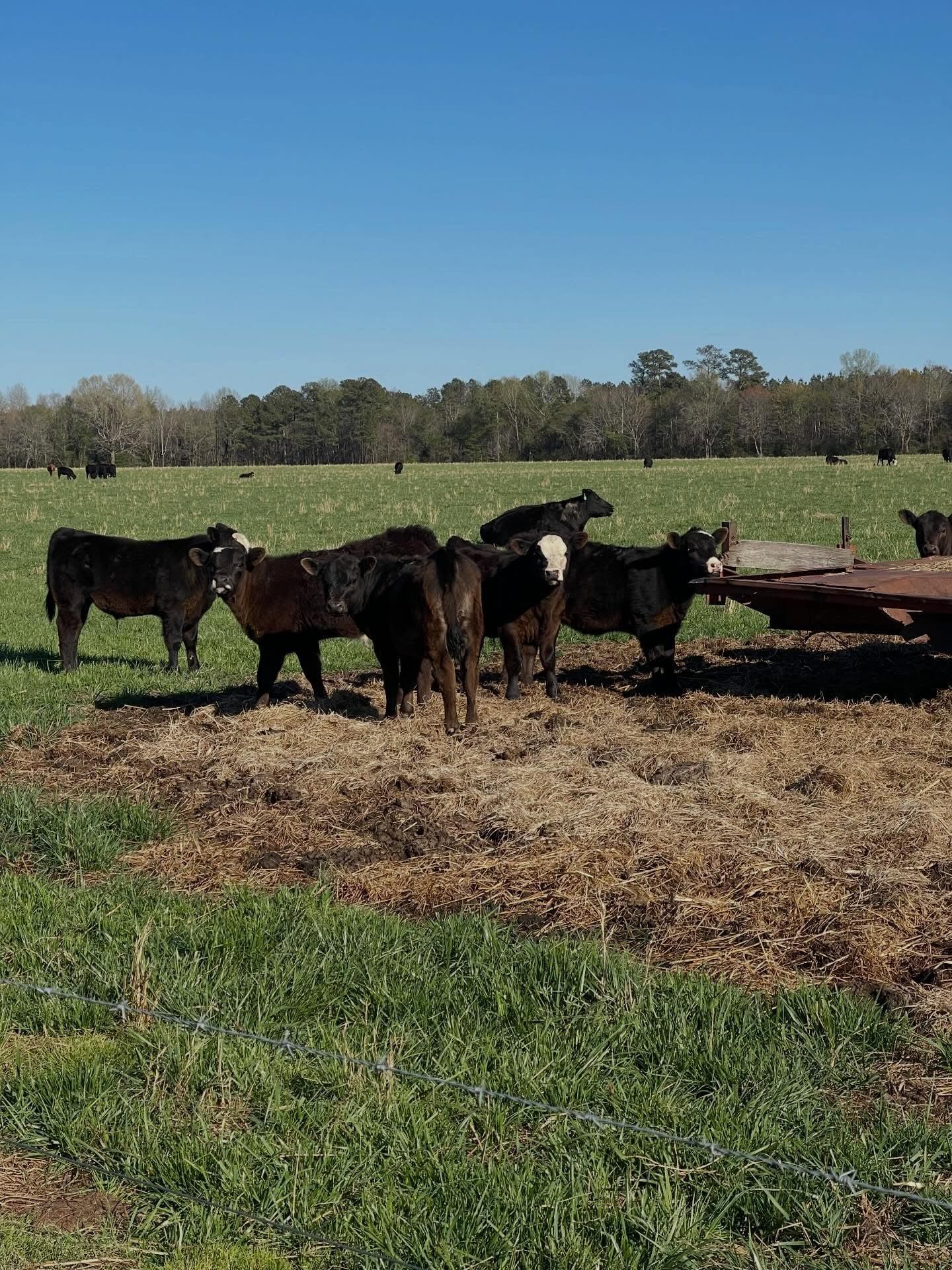 Black Angus cattle grazing on open pasture at Fanclare Farms in Wakefield, Virginia